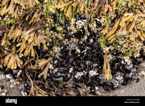  Barnacle! Tenacious Tiny Architects of the Tide Pools