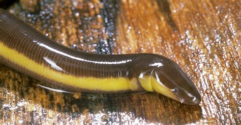  Caecilian!  A Creature That Looks Like A Snake But Breathes With Its Skin