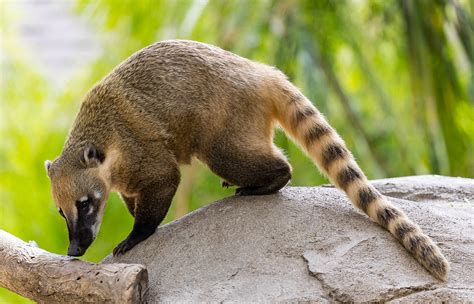 Coati! Zwierzę z mistycznym urokiem i pazurami idealnymi do łapania owadów