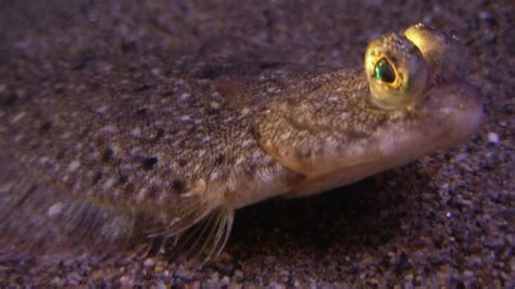  Flounders: Amazing Masters of Camouflage Who Exhibit Unique Adaptations for Survival on the Ocean Floor!