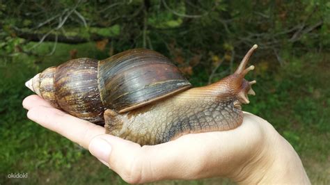  Helix pomatia - Ślimaki o pięknym domu i imponującej mobilności w świecie bezgranicznych możliwości!