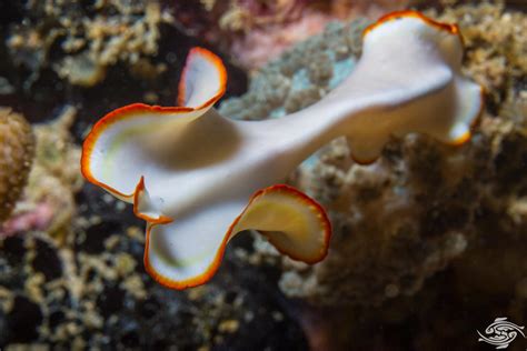  Humphry's Turbellarian: A Glimpse into the World of Microscopic Marine Flatworms