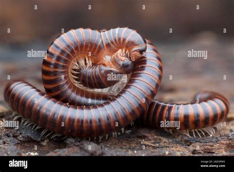 Juliform Millipede: This Slow-Moving Arthropod Offers An Intriguing Glimpse Into The Hidden World Beneath Our Feet!