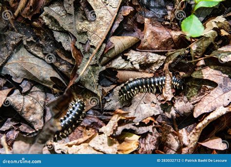  Millipede: A Crawling Culinary Connoisseur of Decaying Delights!