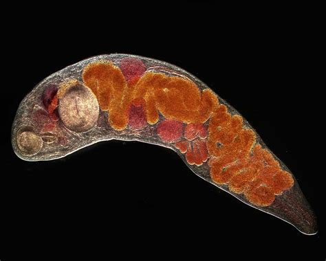  Niclosulus!  This Tiny Trematode Worm Lives a Life Full of Parasite Pranks and Intricate Host Hopping!