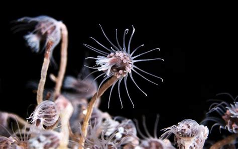 Quellia!  A Remarkable Colonial Hydrozoan That Lives an Unconventional Life in Oceanic Depths!