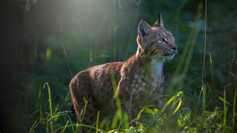  Quinquemille To niezwykły stworzonka o tysiącu nóżek wiodących nocny tryb życia, który zawsze jest gotowy do sprzyjającej degustacji zgniłych liści!