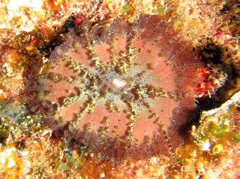 Discosoma! The Mesmerizing Coral With Tentacles Like Tiny Dancing Ribbons