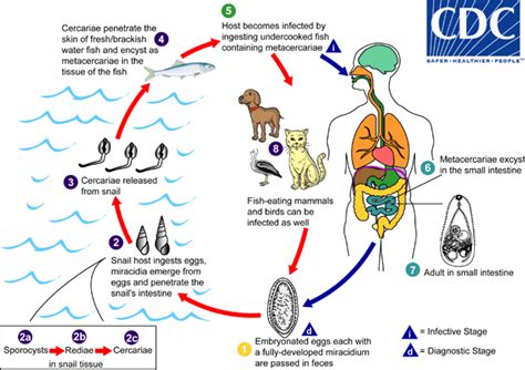  Heterophyes Heterophyes: A Tiny Parasite with an Epic Migratory Journey!