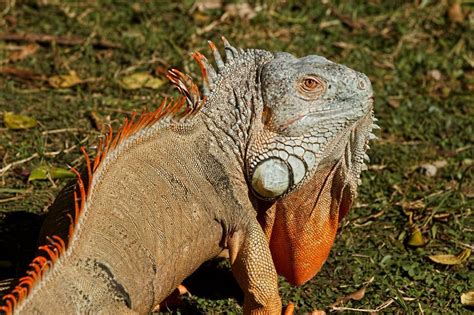 Iguana - Zwierzę z zimną krwią o niesamowitej umiejętności kamuflażu w naturalnym środowisku!