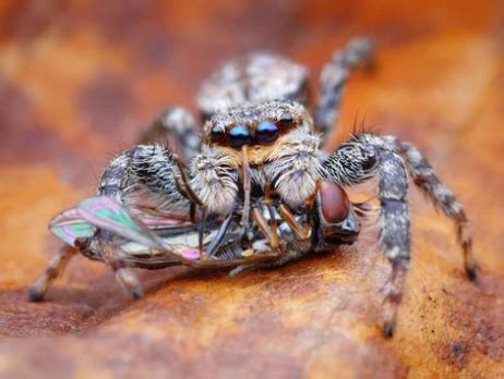  Jumping Spider! A Master of Agility Embraces the Art of Ambush