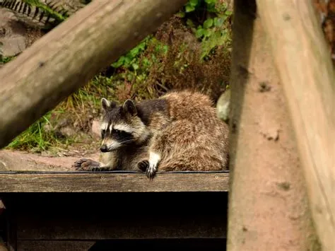  Raccoon - Zwierzę o niezwykłej zwinności i niebywałym apetycie na wszystko co smaczne!