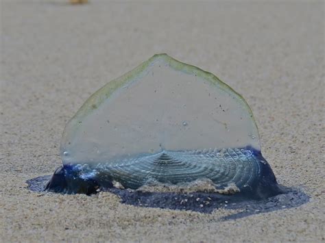  Velella velella: Żywe Dzwonki Zapachowe Przepływające Oceanem!