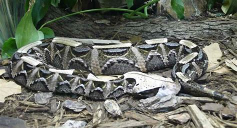  Viper!  The Mysterious Reptile With A Deadly Reputation And Unmatched Camouflage Skills