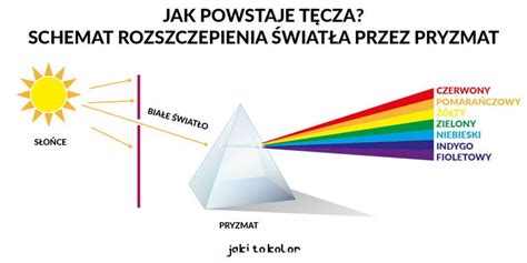  Xenia! Gwiazda Morza o Kolorach Tęczy i Wyjątkowych Właściwościach Samoleczenia